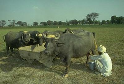livestock
