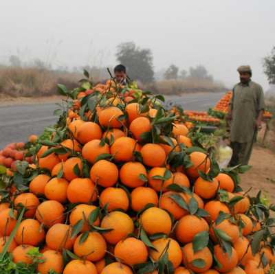oranges