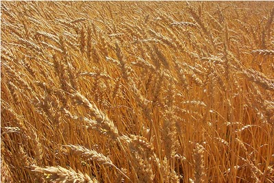 wheat