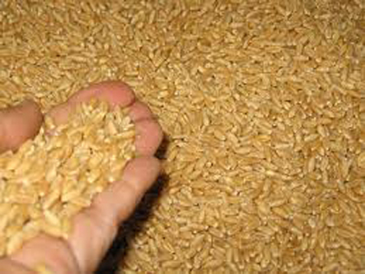 wheat
