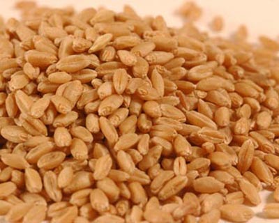 wheat