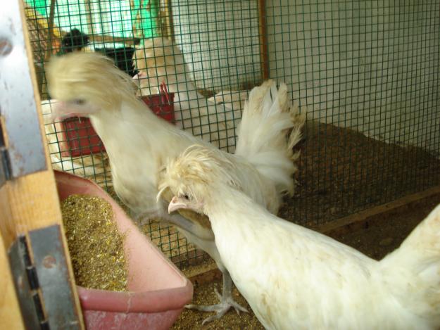 Poultry