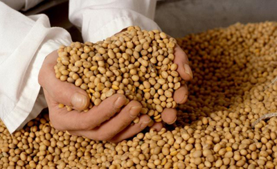 soya