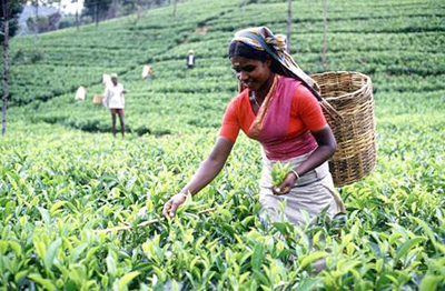 tea2
