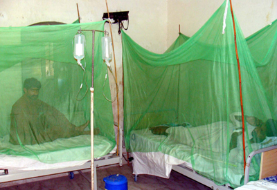 dengue