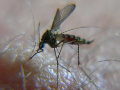 dengue
