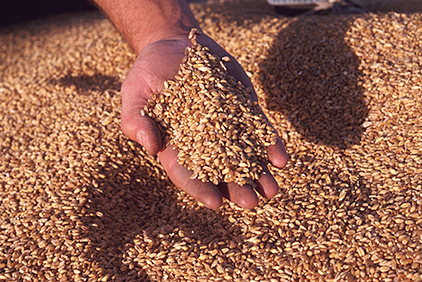 grain