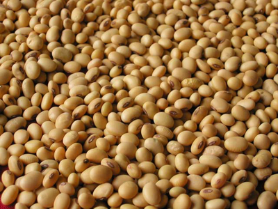 soya-bean