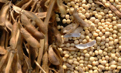 soya