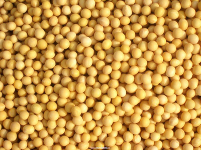 soyabean
