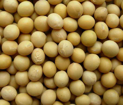 soybean