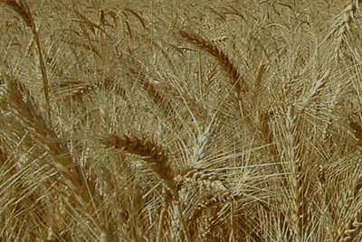 wheat