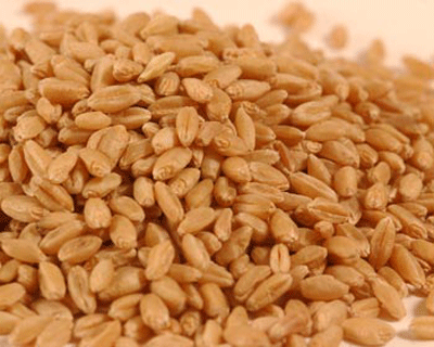 wheat