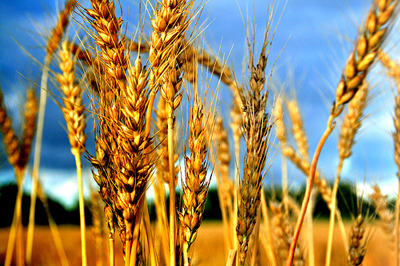 wheat