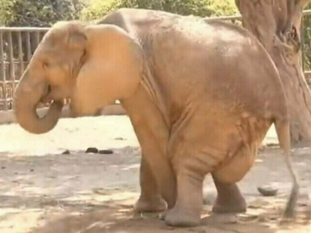 Foreign experts included in committee: Nine-member panel named for treatment of sick elephant - Pakistan - Vimarsana News