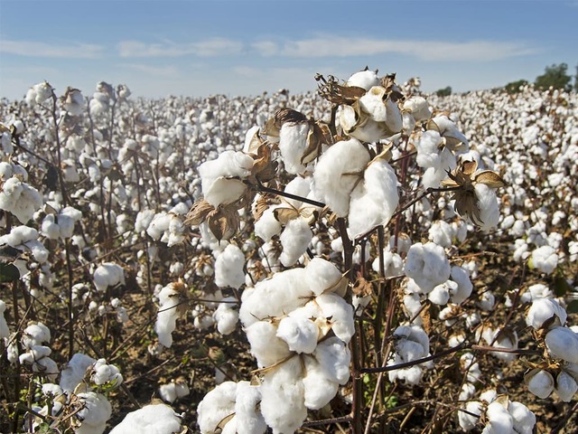 9MFY23 cotton imports - BR Research - Business Recorder - Vimarsana News