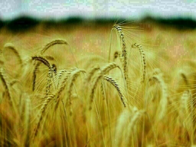 Wheat up 7-10 cents, corn up 3-6, soybeans up 8-12
