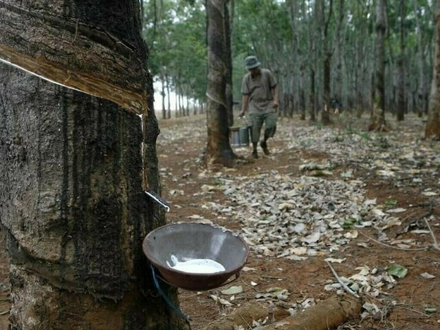 Japanese rubber futures snap five-day winning streak