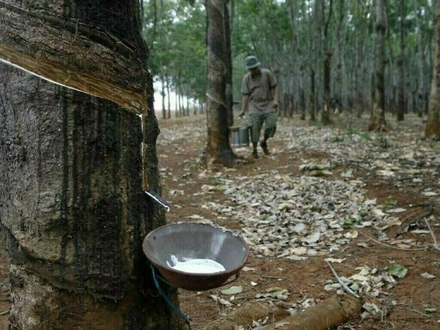 Japanese rubber futures rise on Thai flood concerns