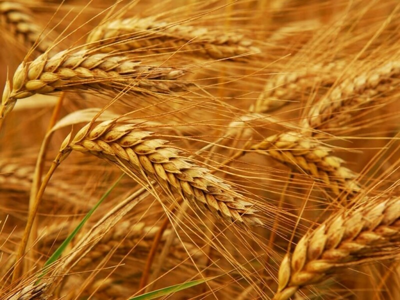 Wheat up 1-2 cents, corn up 1-2, soybeans up 10-12