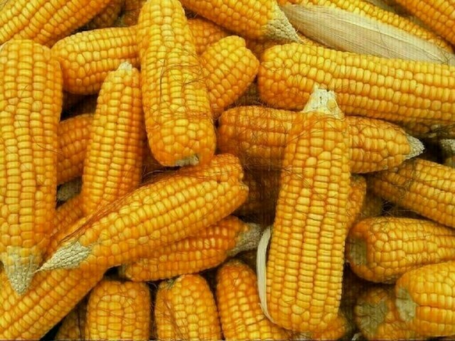Chicago corn, wheat choppy amid demand up tick, ample supply