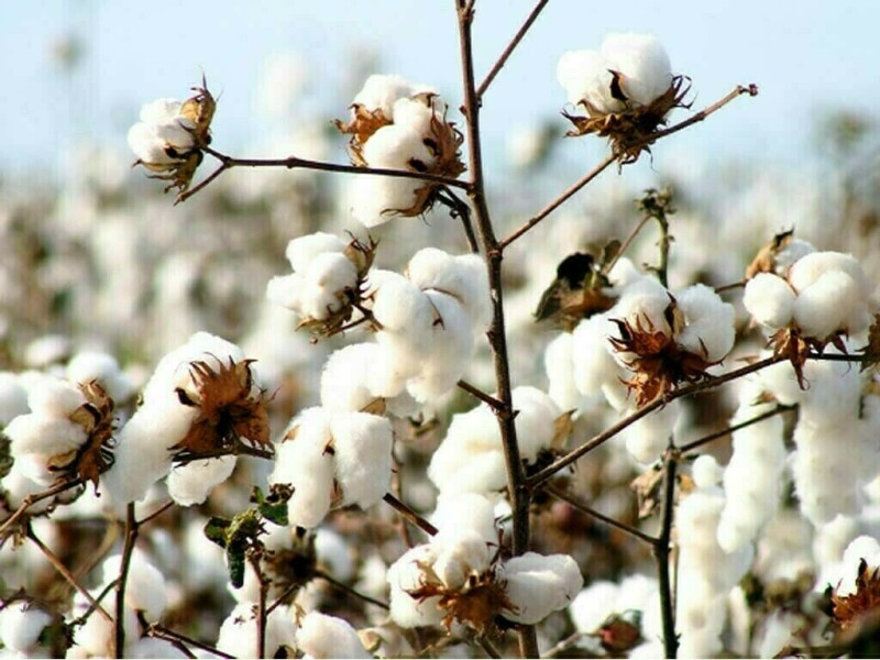 Pakistan cotton arrivals improve, but flood risks loom