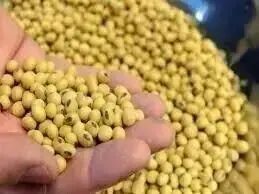 China’s soybean imports hit record high for August; copper shipments climb y/y