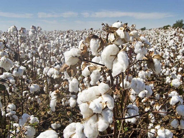 Cotton market: prices firm ahead of long week-end
