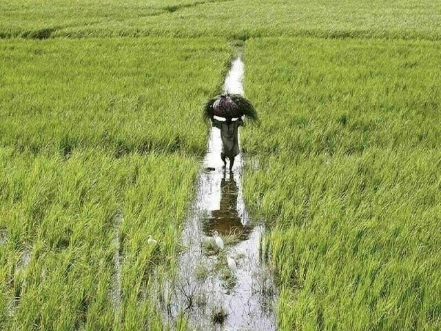 Small farmers and microfinance sector: Pakistan launches Climate Risk Fund-I