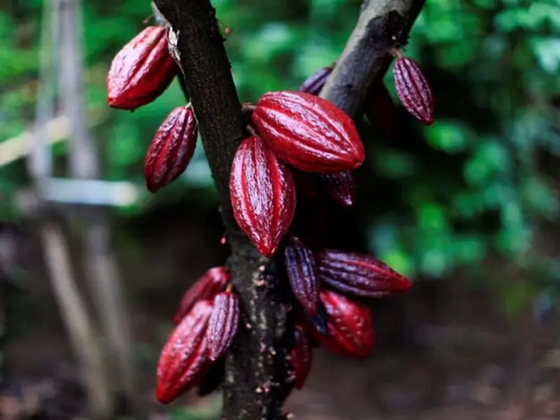 Cocoa prices fall on weak demand, coffee climbs