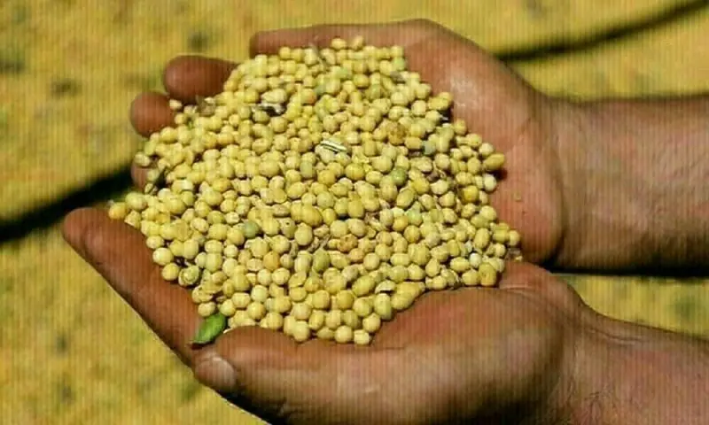 Soybeans fall for second session; market eyes Chinese demand