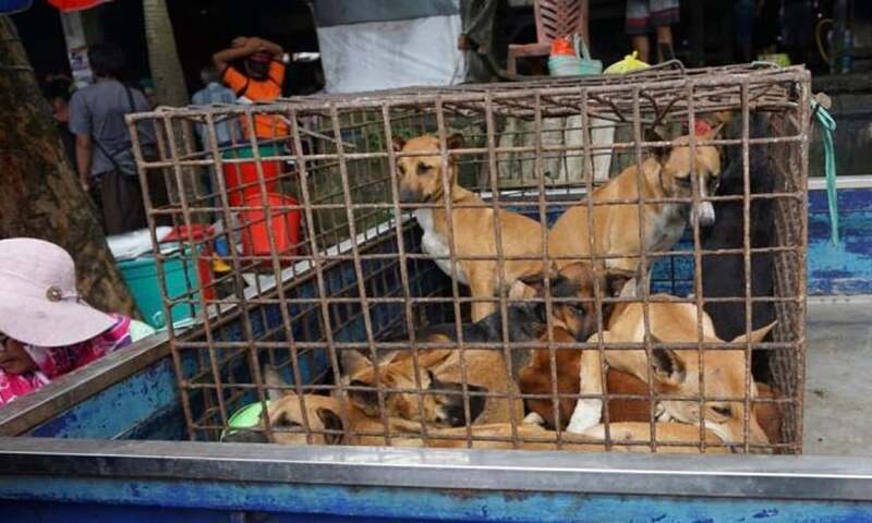 Jakarta bans cat and dog meat