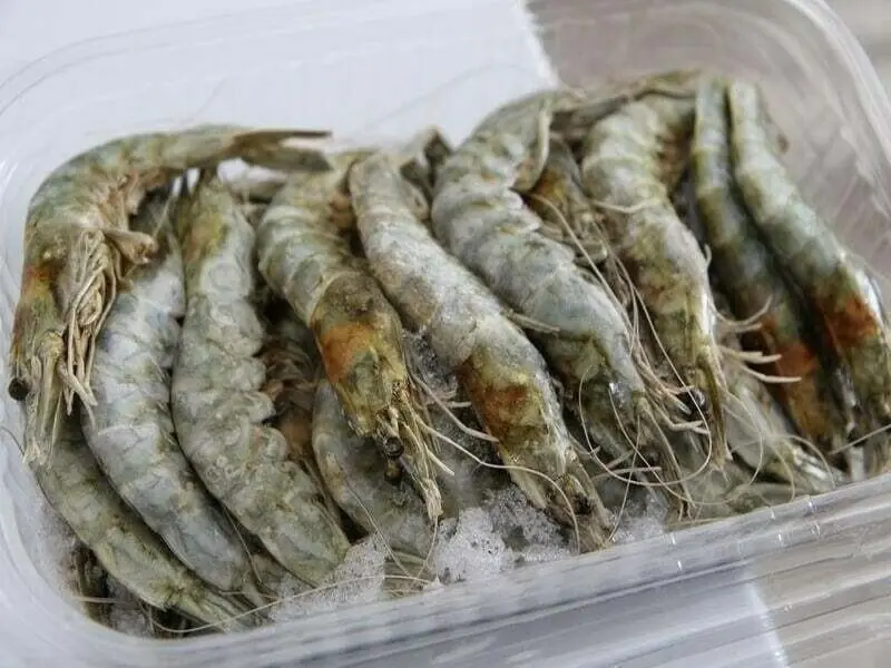 Punjab govt launches tech-driven shrimp-farming, aquaculture