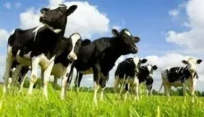 Agri and livestock sectors: MNFS&R urged to ensure effective federal-provinces coordination