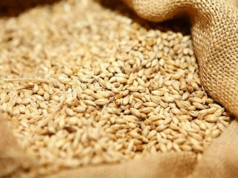 Russia’s seaborne grain exports up