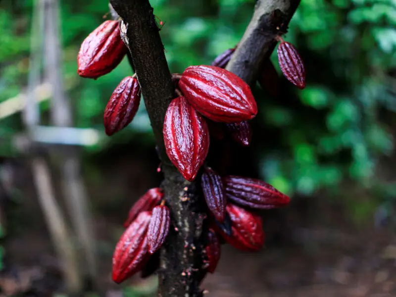 New York cocoa rises from two-year lows, Robusta coffee declines