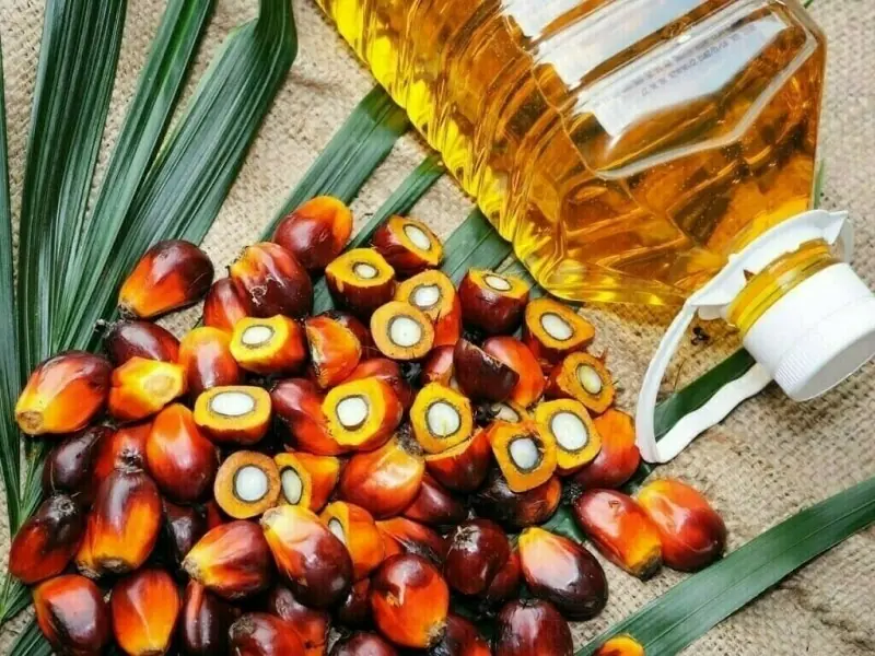 Palm oil rises on festive demand