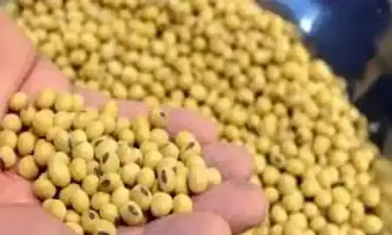 Soybean futures fall as China looks to Brazil for imports