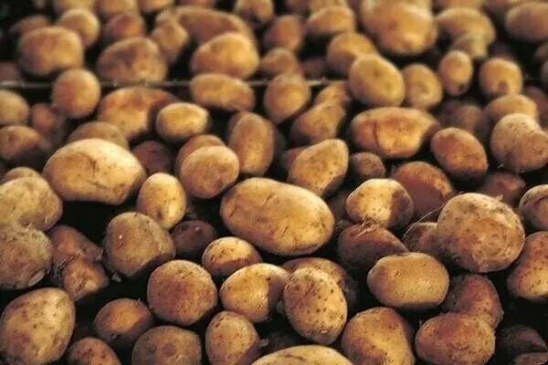 Kazakhstan hints at importing 50,000 tonnes of potatoes