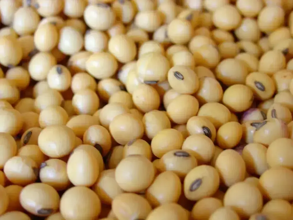 Chicago soybeans slip as rising global supplies weigh