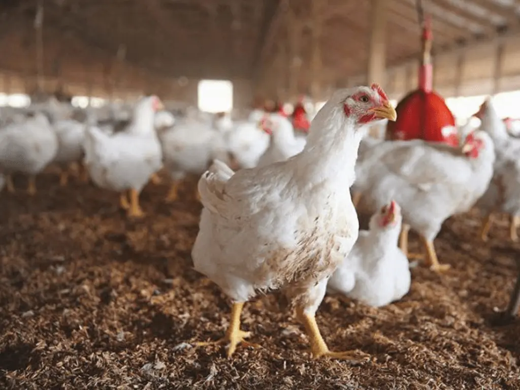 Cost of feed insecurity in Pakistan’s poultry production