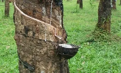 Japanese rubber futures rally on tightening supply