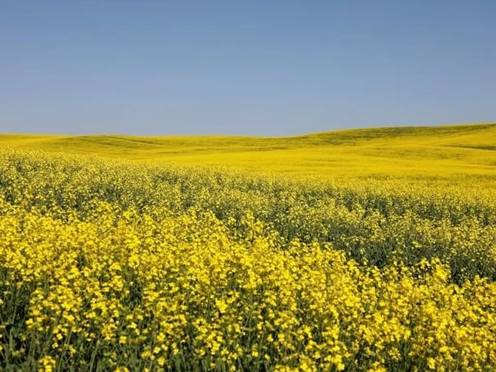 China slashes anti-dumping tariff on Canadian canola in final ruling