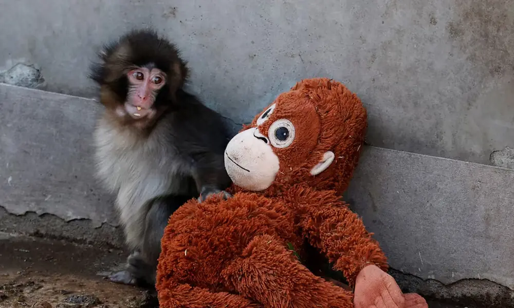 ソルオルsolol 桜 NATURAL MOUNTAIN MONKEYS Punch the Japanese snow monkey captures hearts while kin face