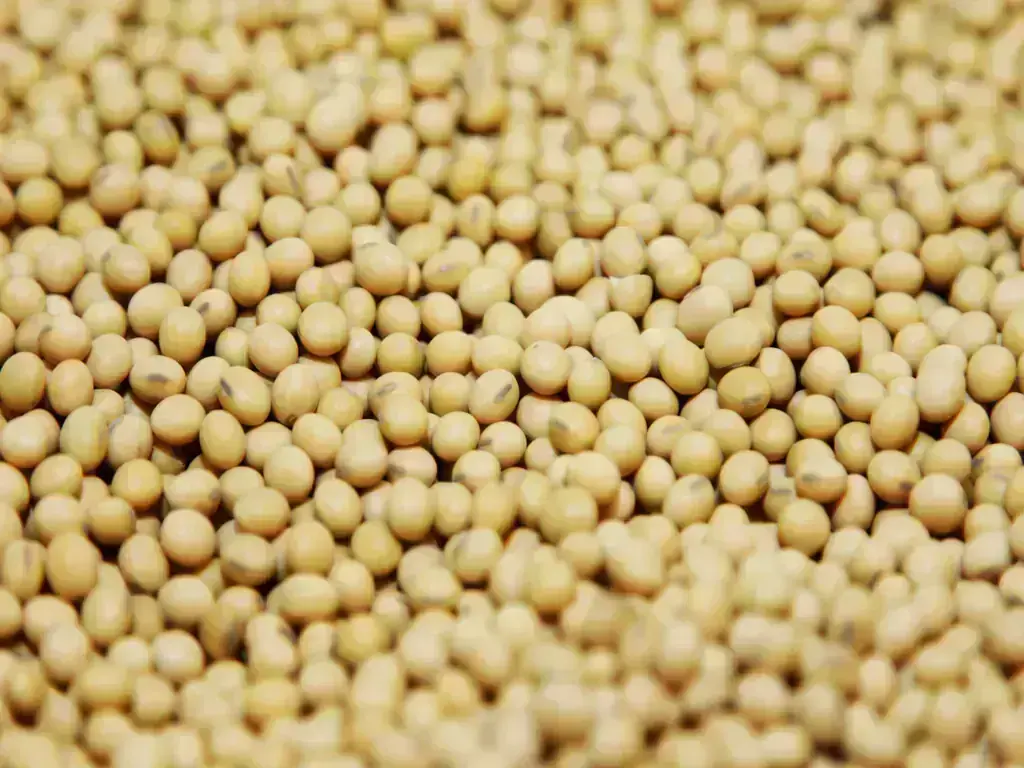 Soybeans, corn rebound on Iran war, US dryness