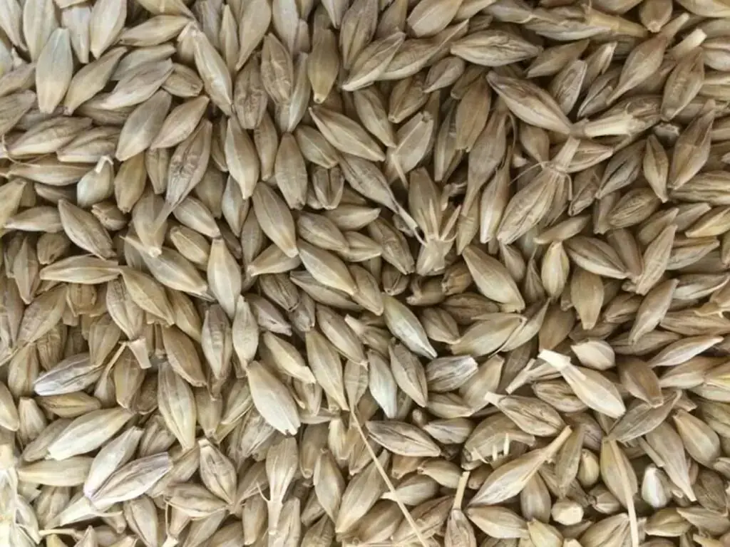 Jordan tenders to buy 120,000 metric tons feed barley, traders say
