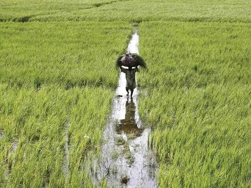 Heavy rainfall may damage crops