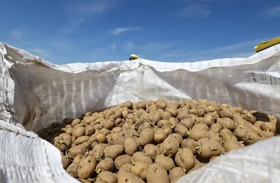 Punjab allowed potato exports into Russia