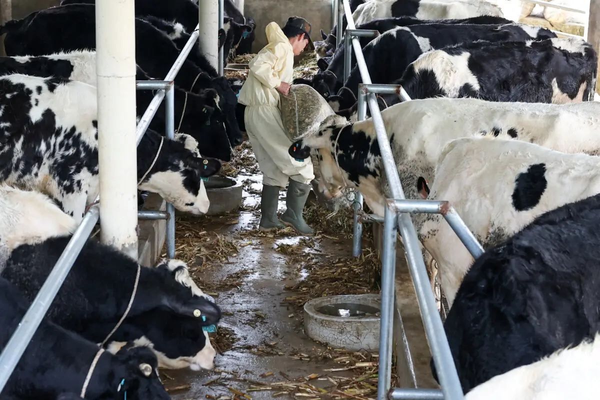 Govt mulls reducing dairy GST to 10% on minister’s directive