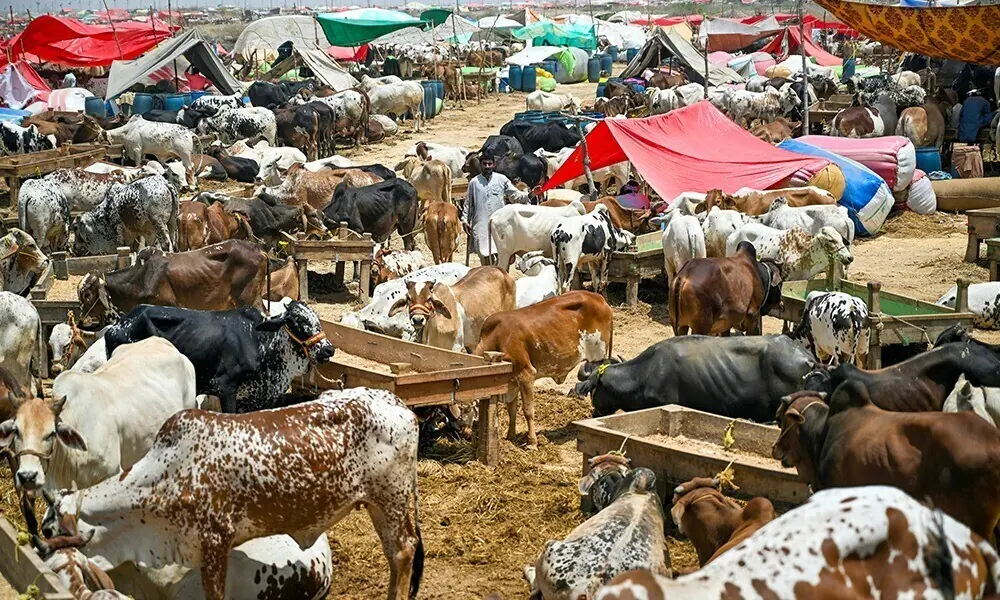 Eid-ul-Adha: Minister orders SPA to ensure all arrangements